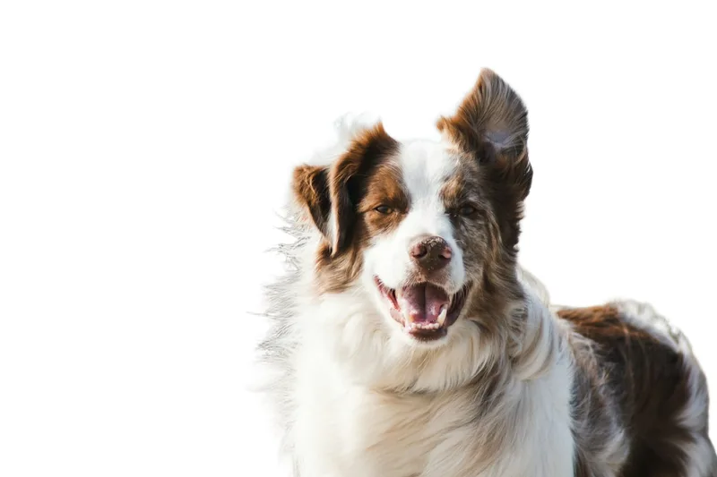 Pet on Pure white (#FFFFFF) after background removal