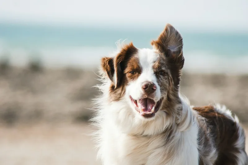 Pet photo before background removal